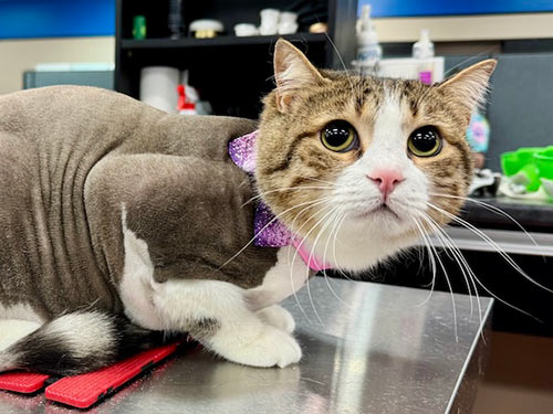 well-groomed cat at the Cat Concierge salon suite