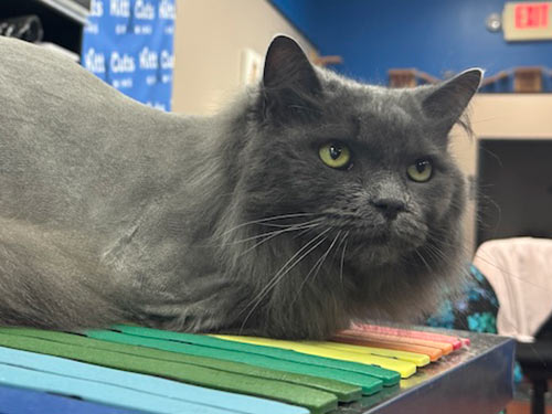 well-groomed gray cat at the Cat Concierge salon suite