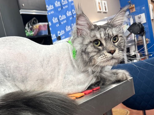 well-groomed cat at the Cat Concierge salon suite