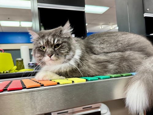 well-groomed cat at the Cat Concierge salon suite