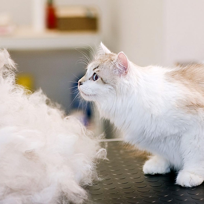 long-haired-cat-on-grooming-table-next-to-pile-of-fur-800px-sq-1 dog grooming