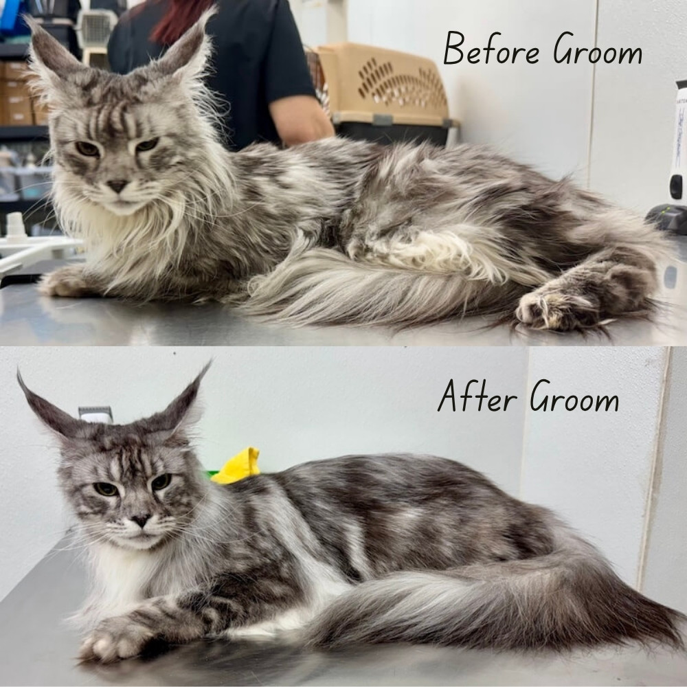 before and after grooming of a maine coon cat
