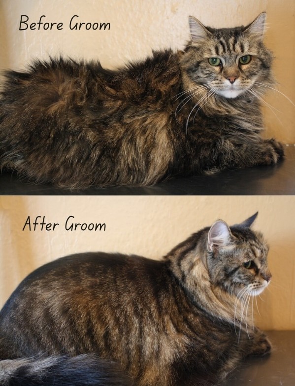 before and after grooming of a tabby cat