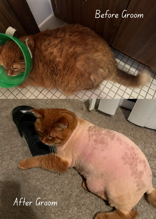 before and after grooming of an orange cat