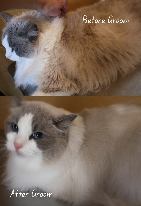 before and after grooming of a grey and white cat