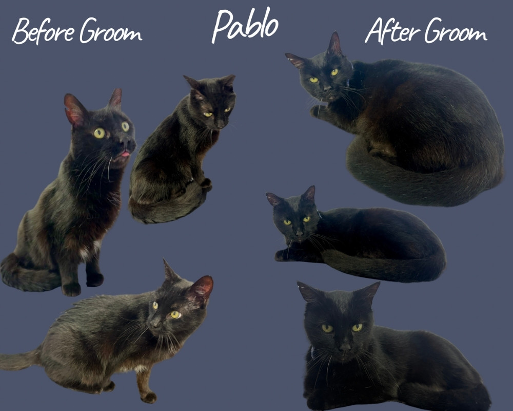 before and after grooming of Pablo
