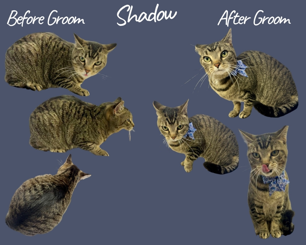 before and after grooming of Shadow