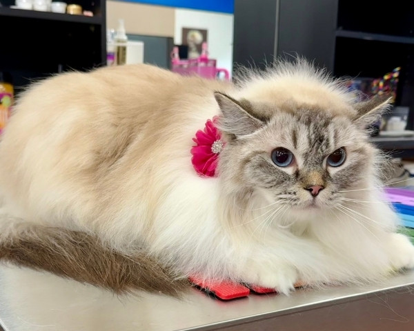 cat grooming